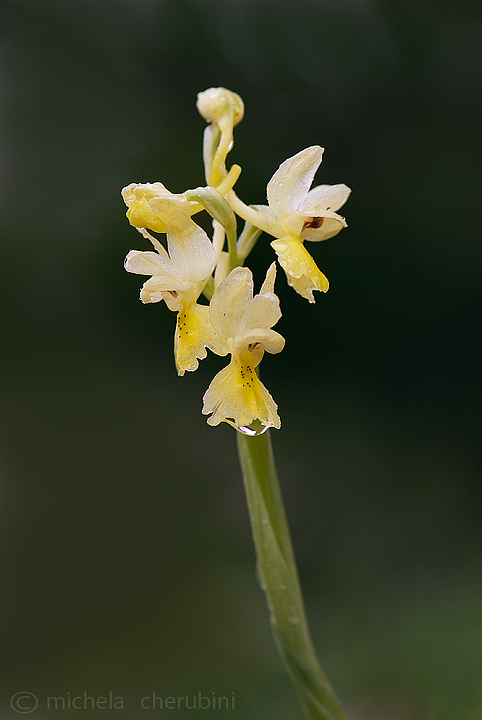 varie orchidee da determinare,qualcuno mi aiuta?